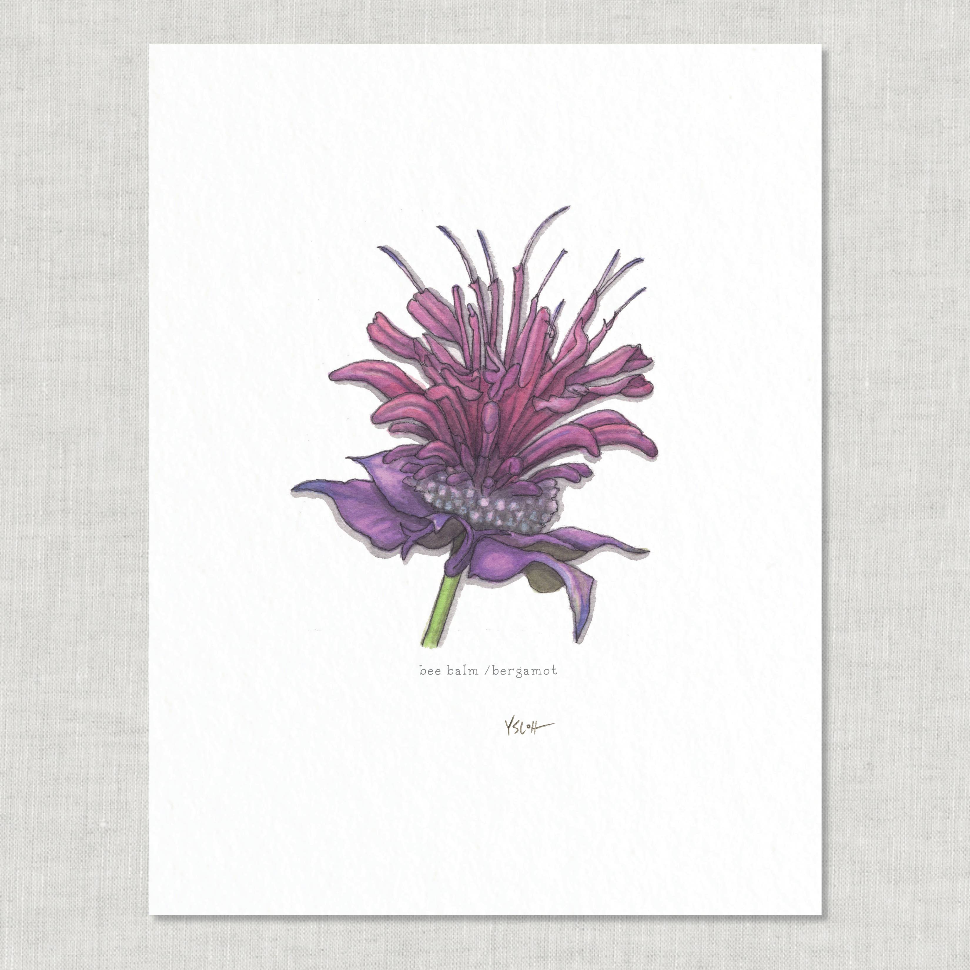 Prints / Flowers (1 of 2)