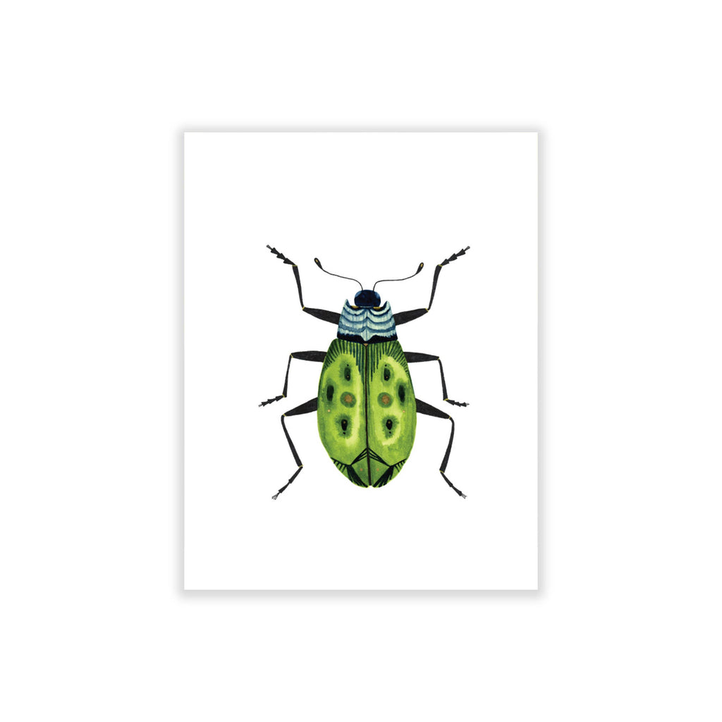 Bugs & Butterflies: Series 2, Boxed Set of 8 Note Cards, 2 each of 4 designs