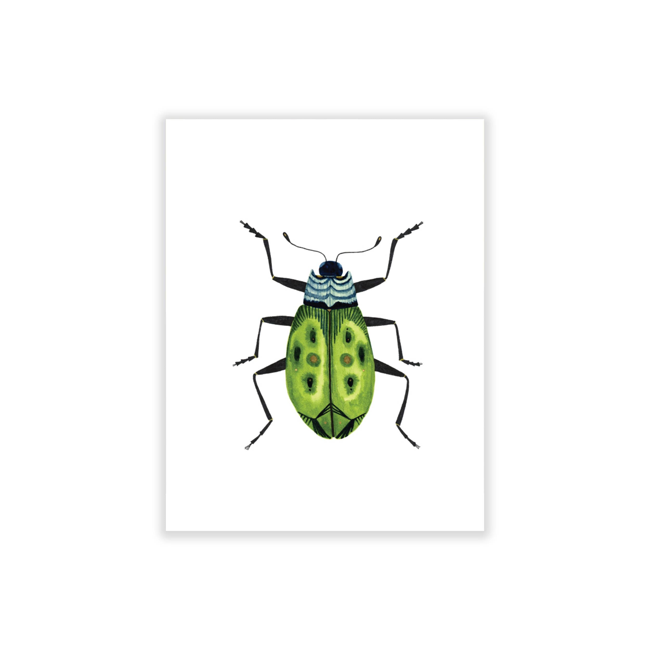 Bugs & Butterflies: Series 2, Boxed Set of 8 Note Cards, 2 each of 4 designs