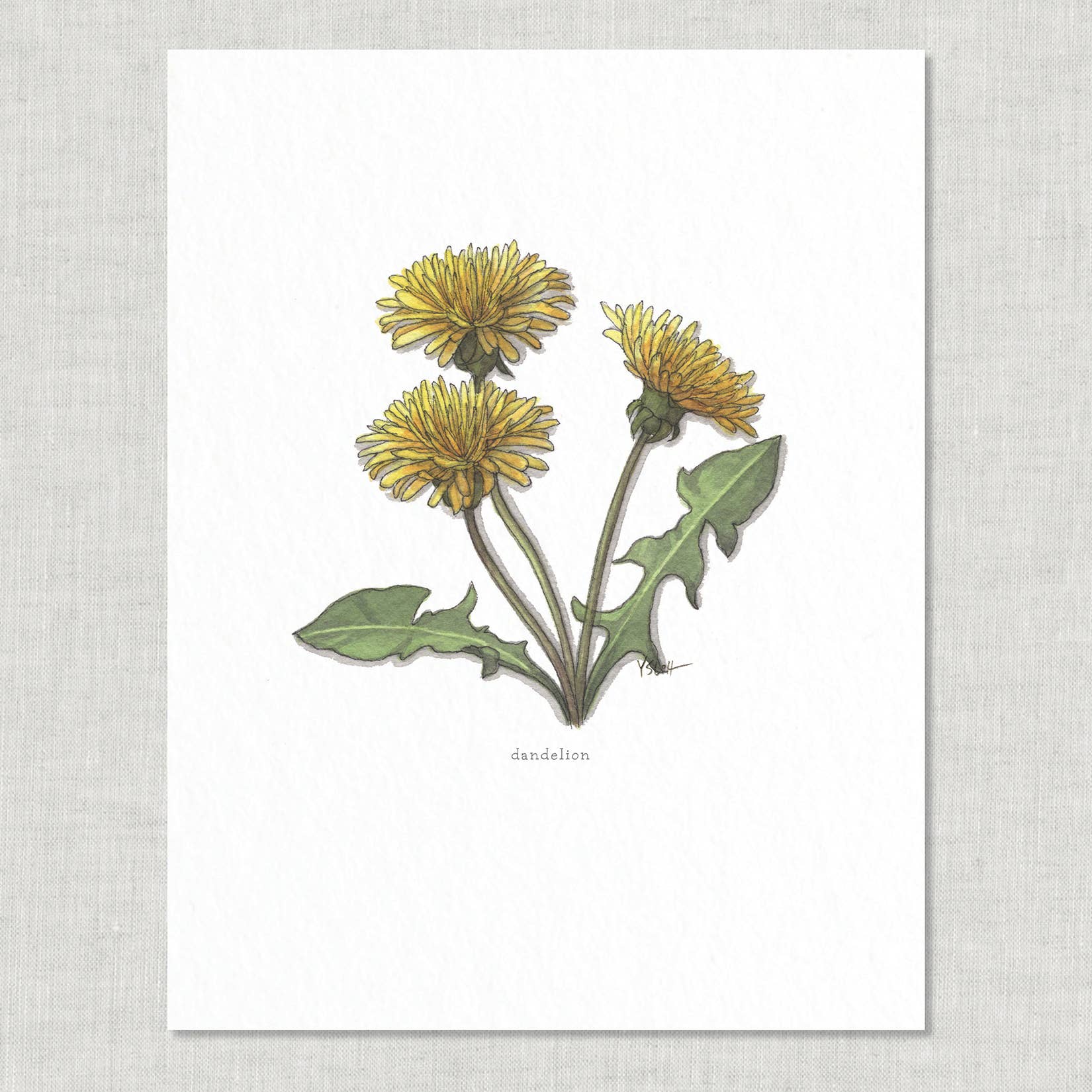 Prints / Flowers (1 of 2)