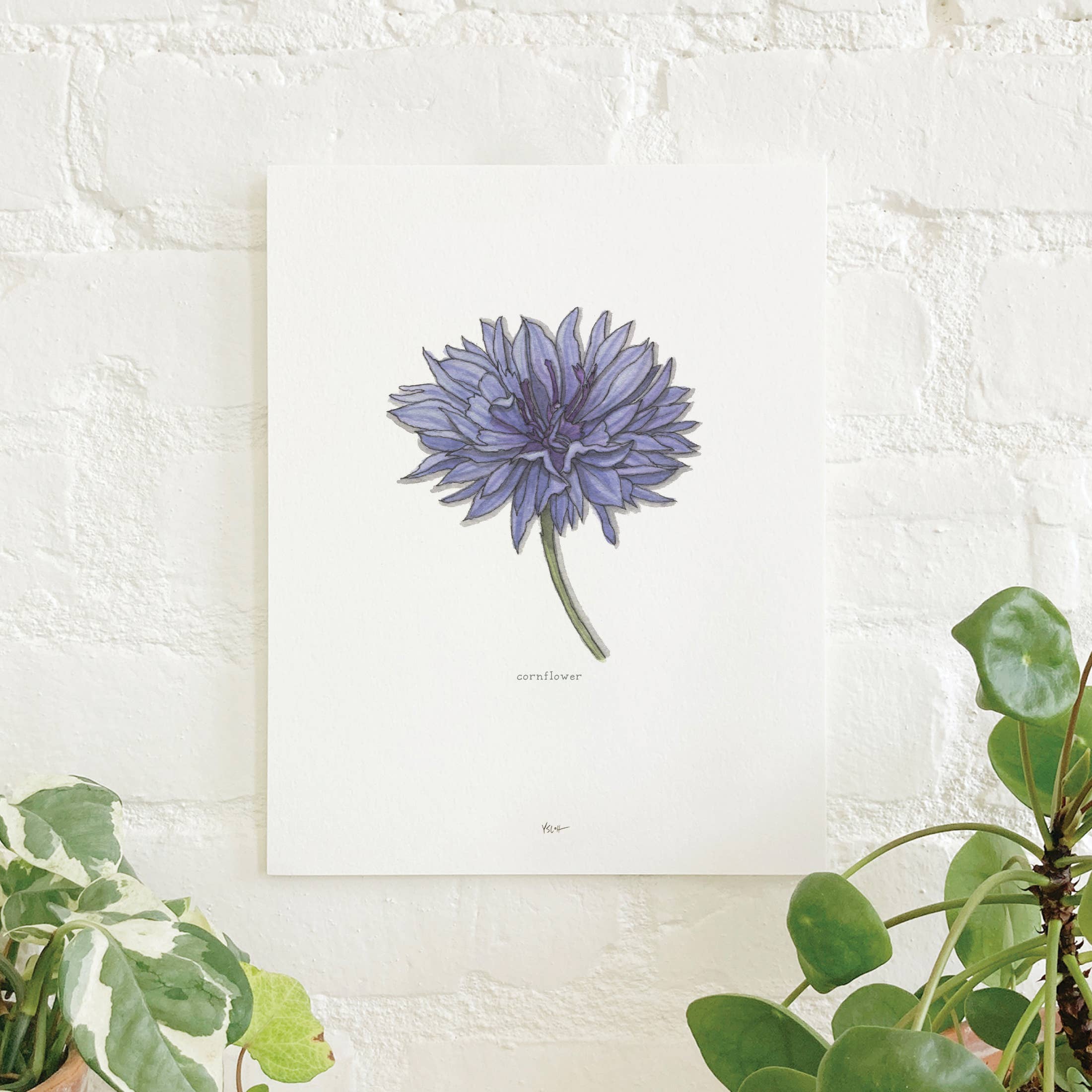 Prints / Flowers (1 of 2)