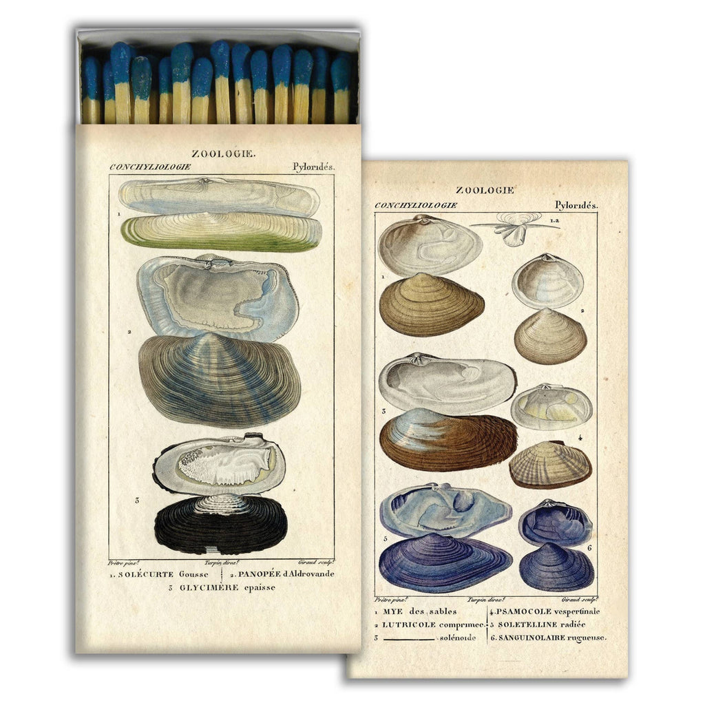 Seashell Specimens