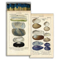 Seashell Specimens