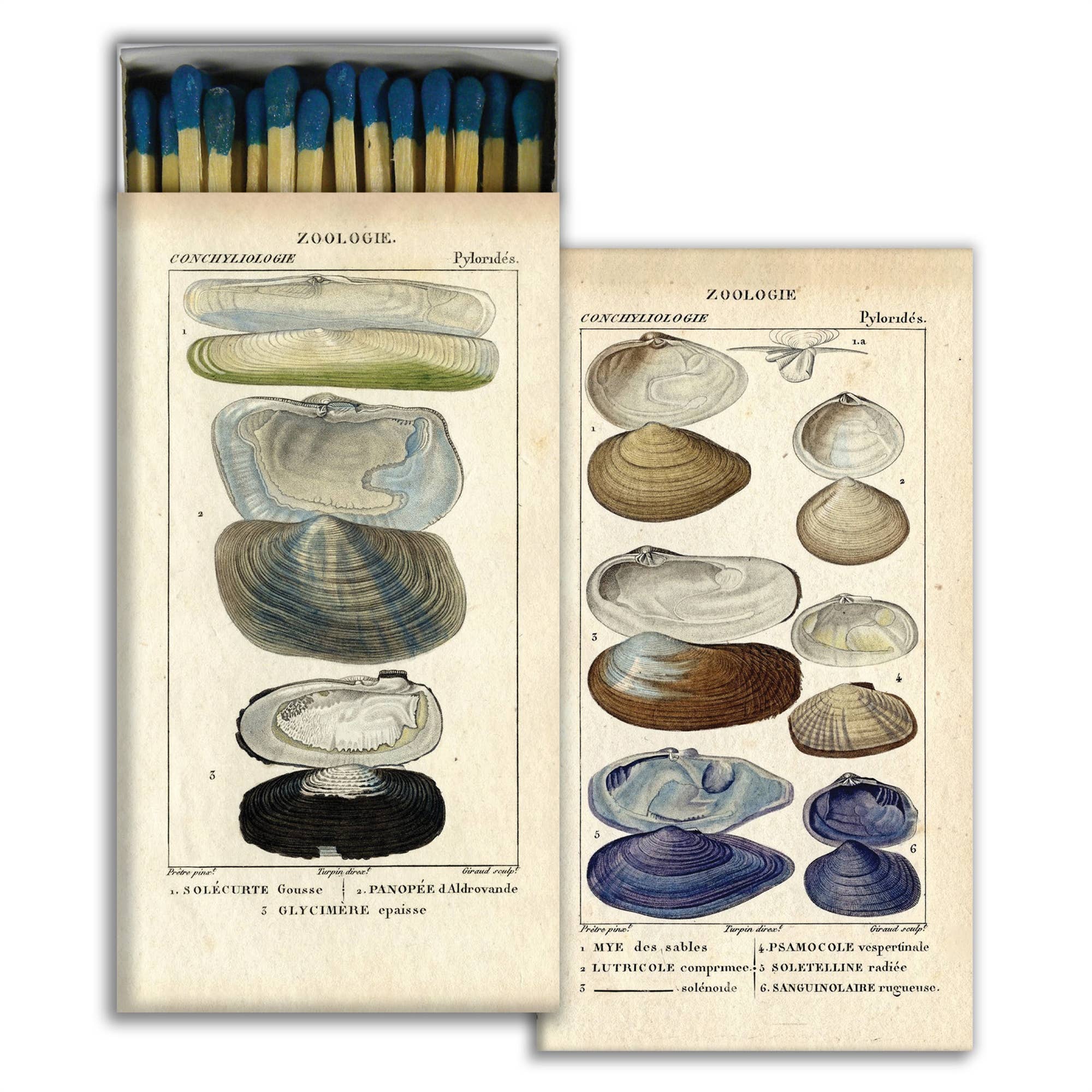 Seashell Specimens