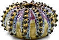 SRI174EFFG SEA URCHIN VASE GREEN & PURPLE EFFECT