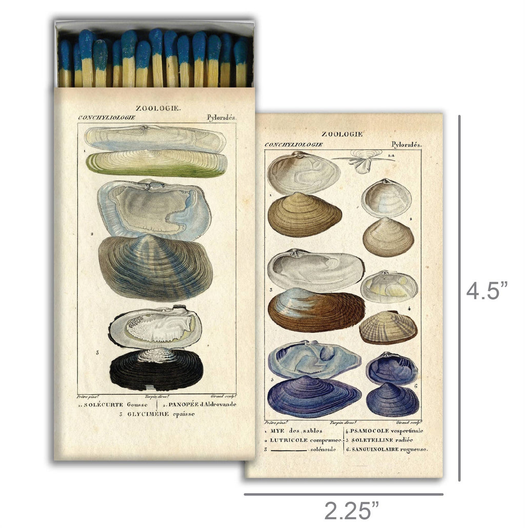 Seashell Specimens