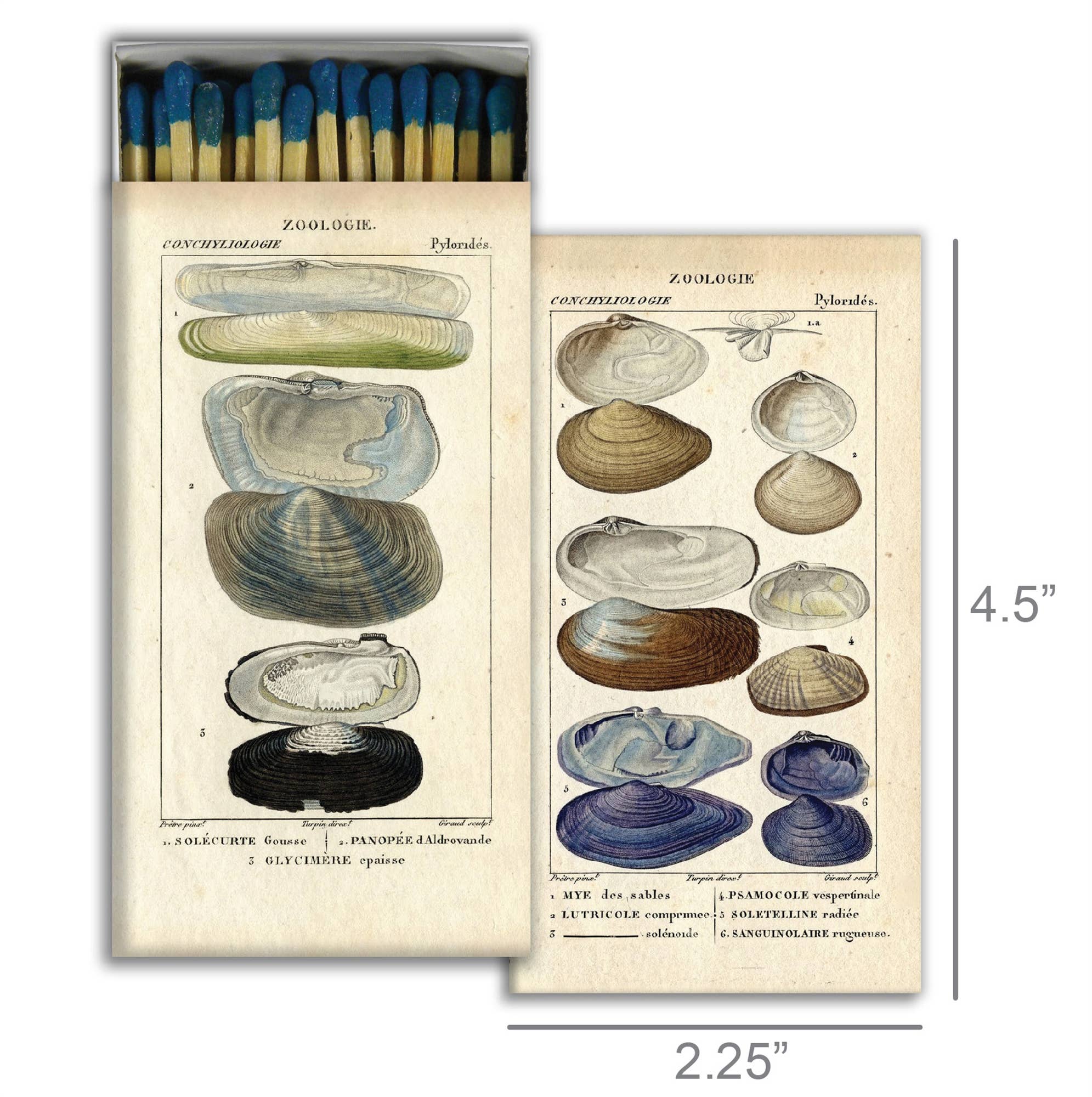 Seashell Specimens
